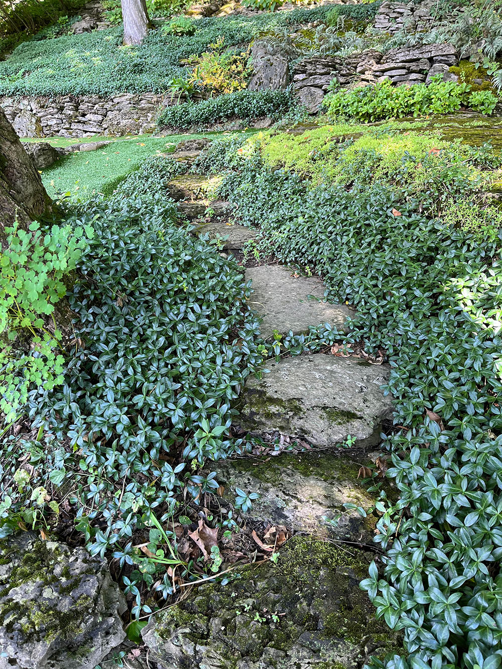 Stone steps winding through a green garden